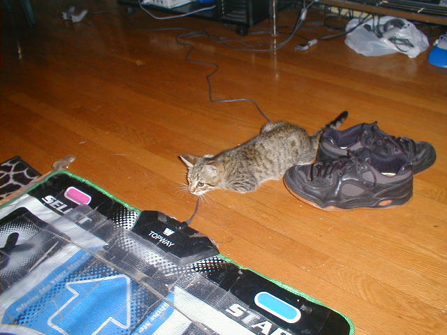 Cat